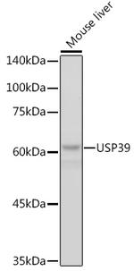 USP39 Antibody in Western Blot (WB)