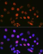 SIN3A Antibody in Immunocytochemistry (ICC/IF)