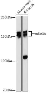 SIN3A Antibody in Western Blot (WB)