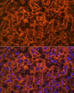 PGF Antibody in Immunohistochemistry (Paraffin) (IHC (P))