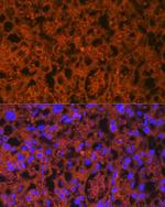 PGF Antibody in Immunohistochemistry (Paraffin) (IHC (P))