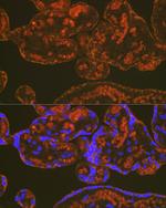 PGF Antibody in Immunohistochemistry (Paraffin) (IHC (P))