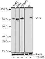 CD204 Antibody in Western Blot (WB)