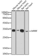 MRRF Antibody in Western Blot (WB)