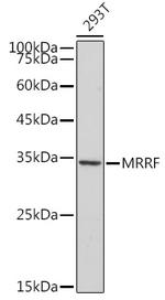 MRRF Antibody in Western Blot (WB)