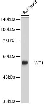 WT1 Antibody in Western Blot (WB)