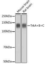 TrkA/TrkB/TrkC Antibody in Western Blot (WB)