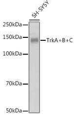 TrkA/TrkB/TrkC Antibody in Western Blot (WB)