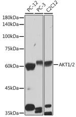 AKT1/AKT2 Antibody in Western Blot (WB)