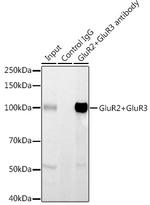 GluR2/GluR3 Antibody in Immunoprecipitation (IP)