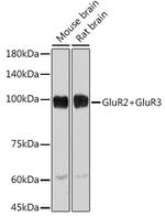 GluR2/GluR3 Antibody in Western Blot (WB)