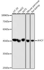 AHCY Antibody in Western Blot (WB)