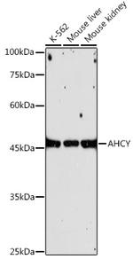 AHCY Antibody in Western Blot (WB)