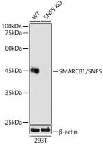 SMARCB1 Antibody