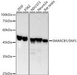 SMARCB1 Antibody in Western Blot (WB)