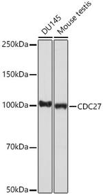 CDC27 Antibody in Western Blot (WB)