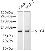 MUC4 Antibody in Western Blot (WB)