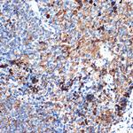 CRMP5 Antibody in Immunohistochemistry (Paraffin) (IHC (P))