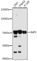 IGF2BP3 Antibody in Western Blot (WB)