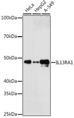 IL13RA1 Antibody in Western Blot (WB)