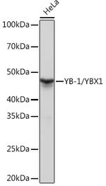 YBX1 Antibody in Western Blot (WB)