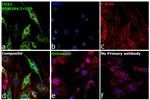 COX2 Antibody in Immunocytochemistry (ICC/IF)