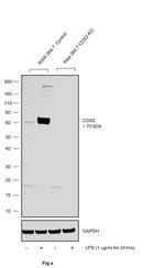 COX2 Antibody in Western Blot (WB)