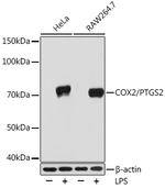 COX2 Antibody in Western Blot (WB)