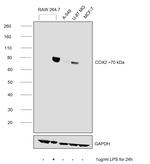 COX2 Antibody in Western Blot (WB)