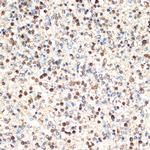 SHIP1 Antibody in Immunohistochemistry (Paraffin) (IHC (P))