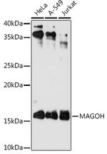 MAGOH Antibody in Western Blot (WB)