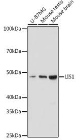 LIS1 Antibody in Western Blot (WB)