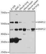 MMP12 Antibody in Western Blot (WB)