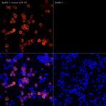 iNOS Antibody in Immunocytochemistry (ICC/IF)