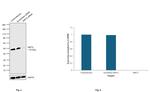 SIRT2 Antibody