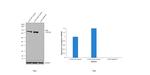 AHR Antibody in Western Blot (WB)