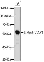 L-Plastin Antibody in Western Blot (WB)