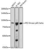 PIK3R2 Antibody in Western Blot (WB)