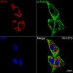 IDH1 Antibody in Immunocytochemistry (ICC/IF)