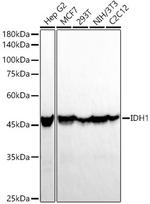 IDH1 Antibody in Western Blot (WB)