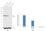 IDH1 Antibody in Western Blot (WB)