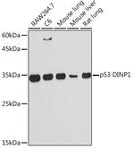 p53DINP1 Antibody in Western Blot (WB)