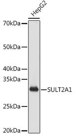 SULT2A1 Antibody in Western Blot (WB)