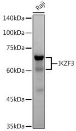 IKZF3 Antibody in Western Blot (WB)