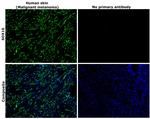 SOX10 Antibody in Immunohistochemistry (Paraffin) (IHC (P))