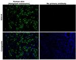 SOX10 Antibody in Immunohistochemistry (Paraffin) (IHC (P))