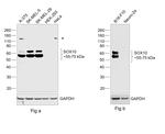 SOX10 Antibody in Western Blot (WB)