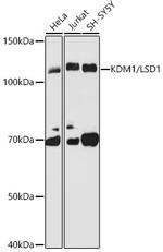 LSD1 Antibody in Western Blot (WB)