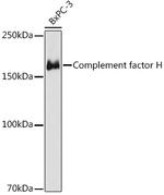 Complement Factor H Antibody in Western Blot (WB)