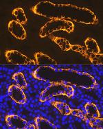 PDZK1 Antibody in Immunohistochemistry (Paraffin) (IHC (P))